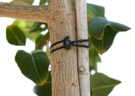 goma_ancla_arbol_home