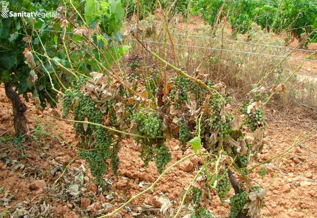 Imagen de Vine wood diseases (VWD)