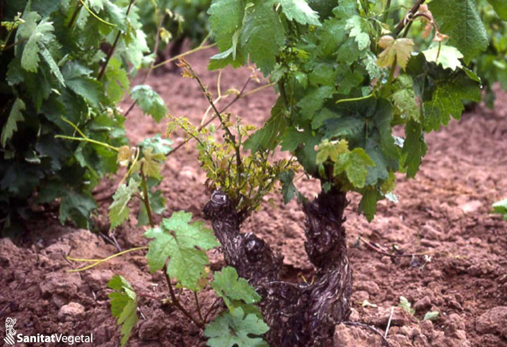 Imagen de Vine wood diseases (VWD)