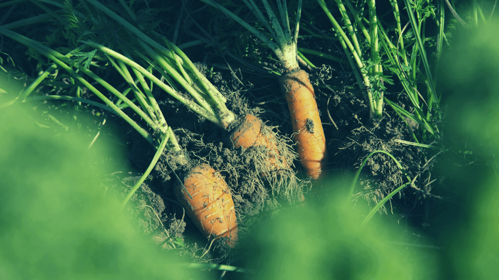 agricultura ecológica