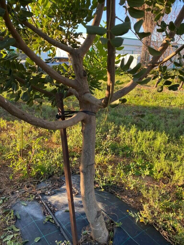 Imagen de El algarrobo, resistente y rentable