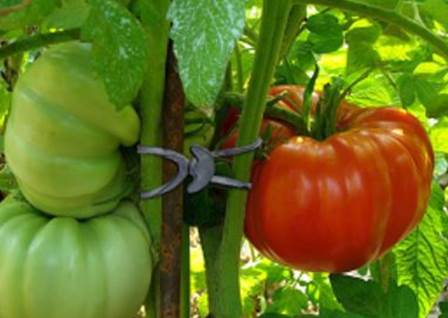 Imagen de Los múltiples usos de la goma ancla para el DIY: bricolaje y jardinería “do it yourself”