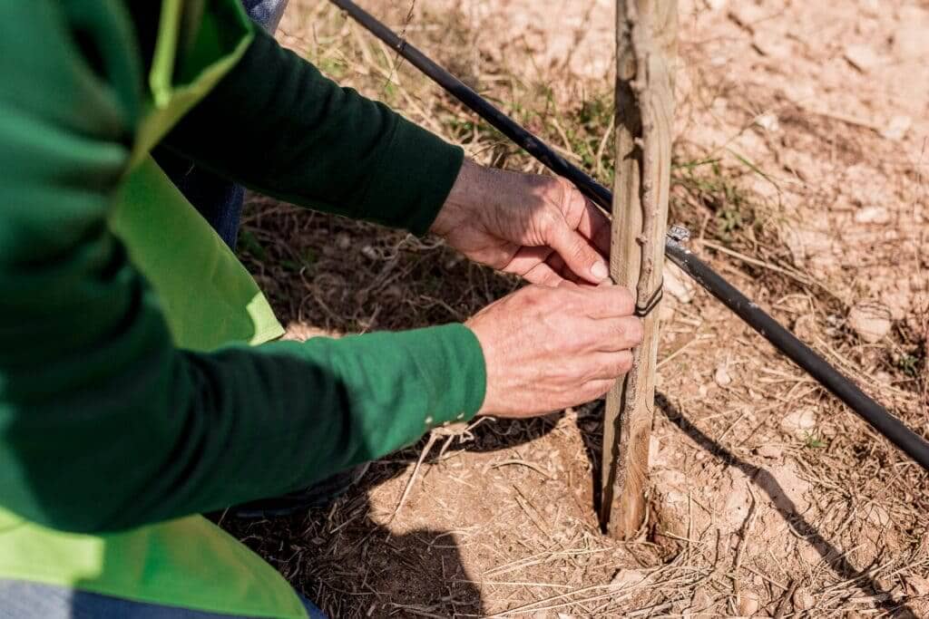Imagen de Nuevas autorizaciones para plantar 946 nuevas hectáreas de viñedo en 2022.