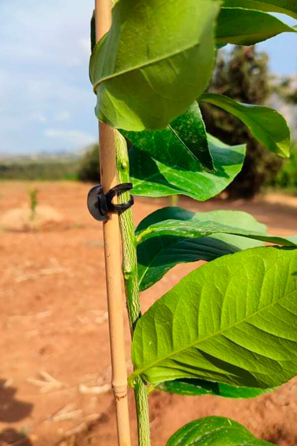 Imagen de Sector Agrícola