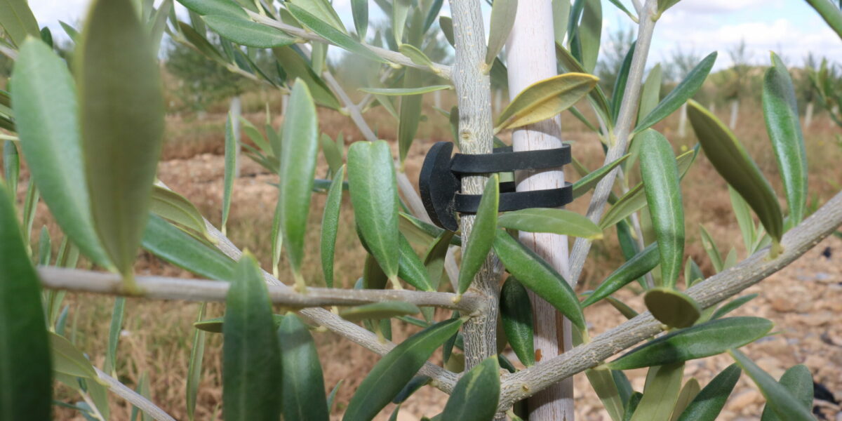Las nuevas plantaciones llaman la atención de los fondos de inversión