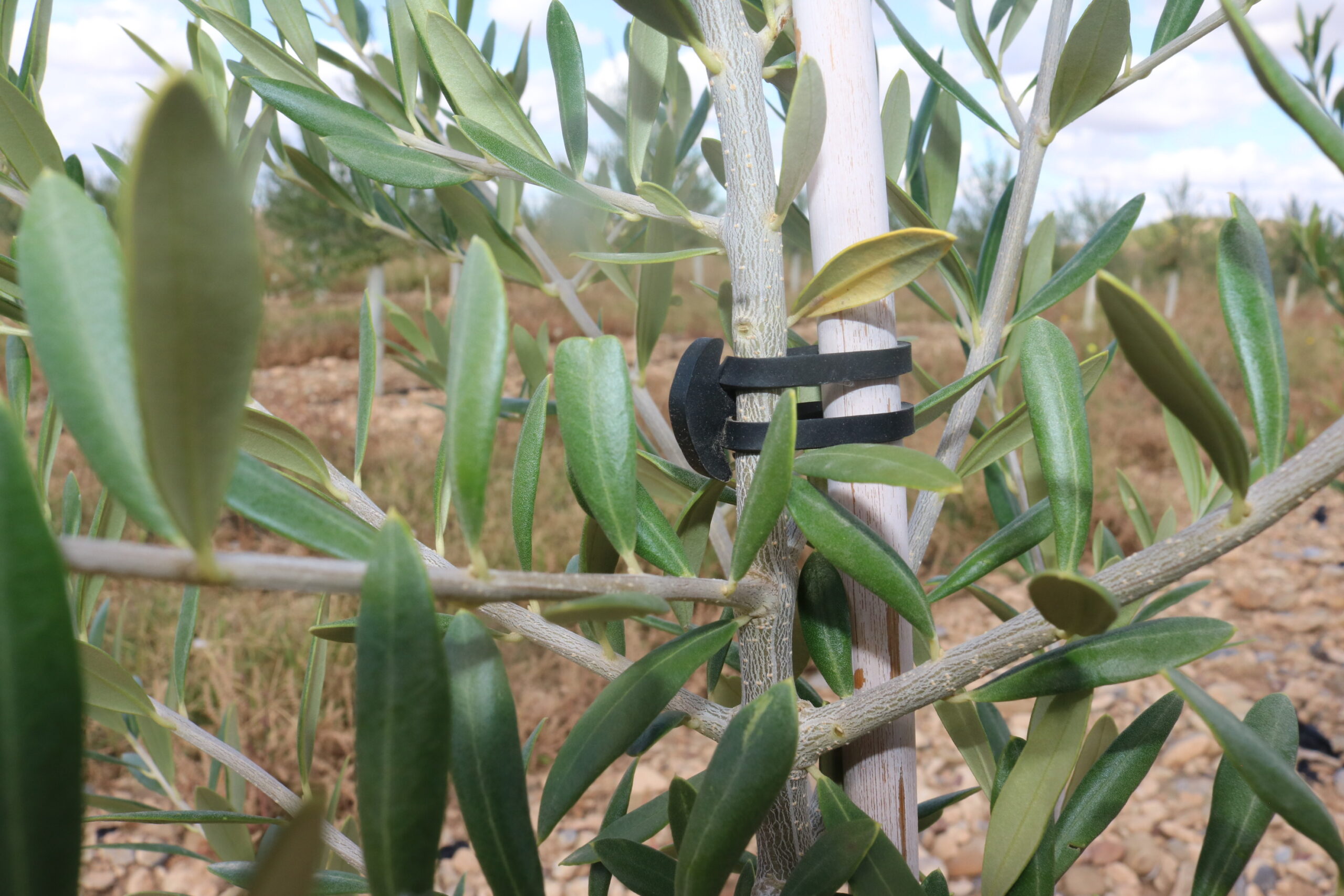 Las nuevas plantaciones llaman la atención de los fondos de inversión