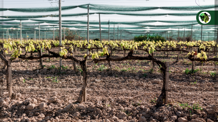 Vino_español_bate_récord_exportaciones_goma_ancla_para_atar_viñas_Bandex_anchor_ruuber_bands
