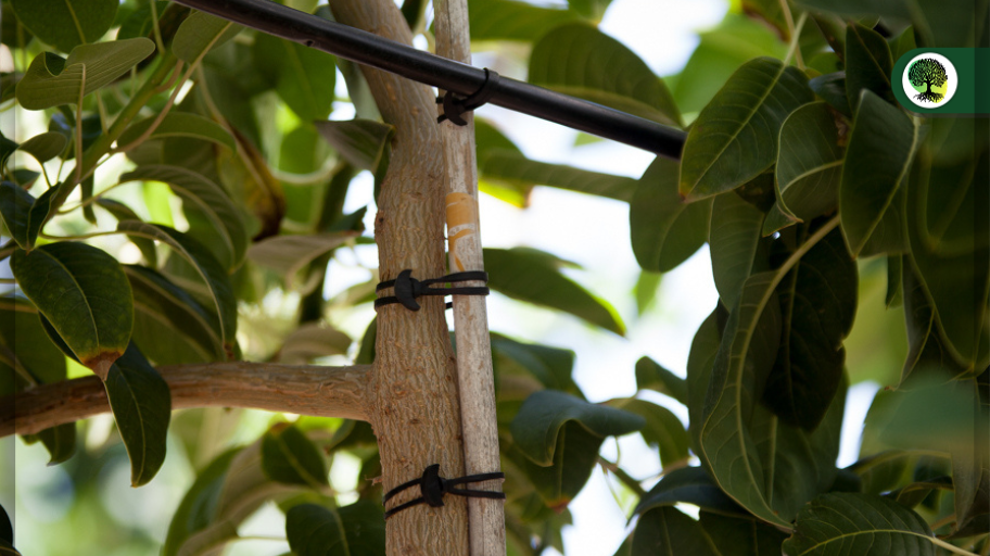 En qué consiste el entutorado de los árboles frutales