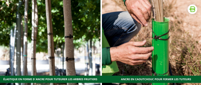 Colliers pour arbres fruitiers