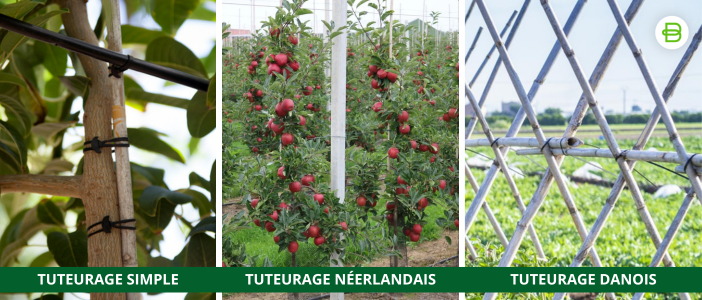 Colliers pour arbres fruitiers