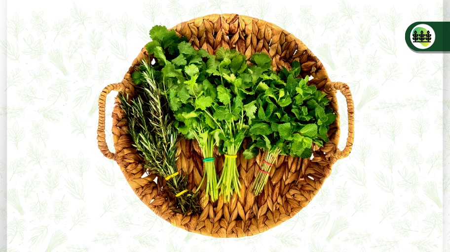 Goma estándar para el atado de hierbas aromáticas y medicinales